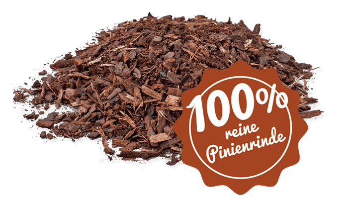 Pinienrinde-Startseite